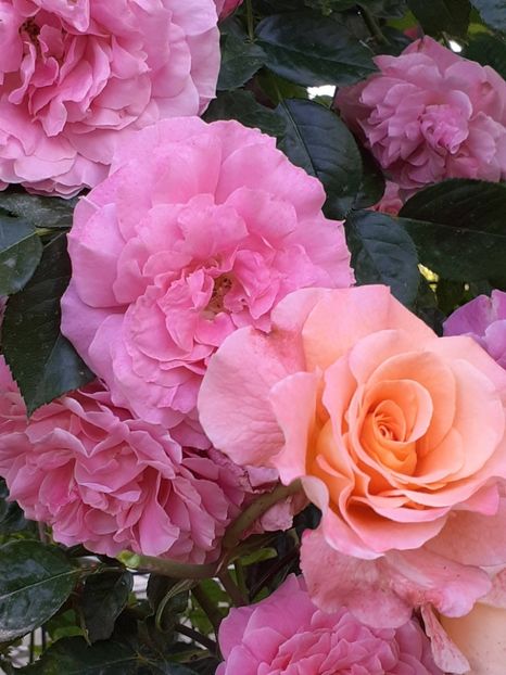  - Augusta Luise 2021