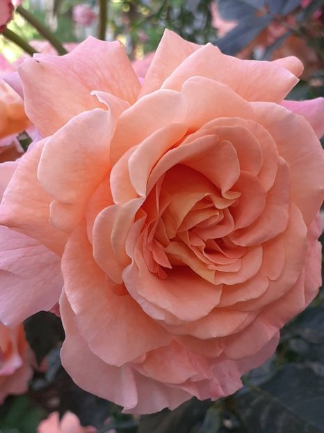  - Augusta Luise 2021