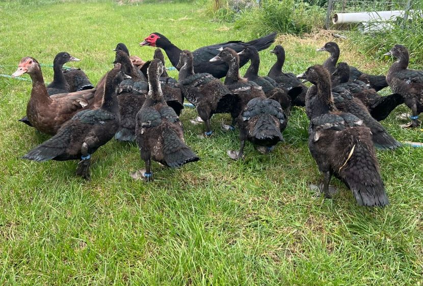 . - Bomboane asortate 2024