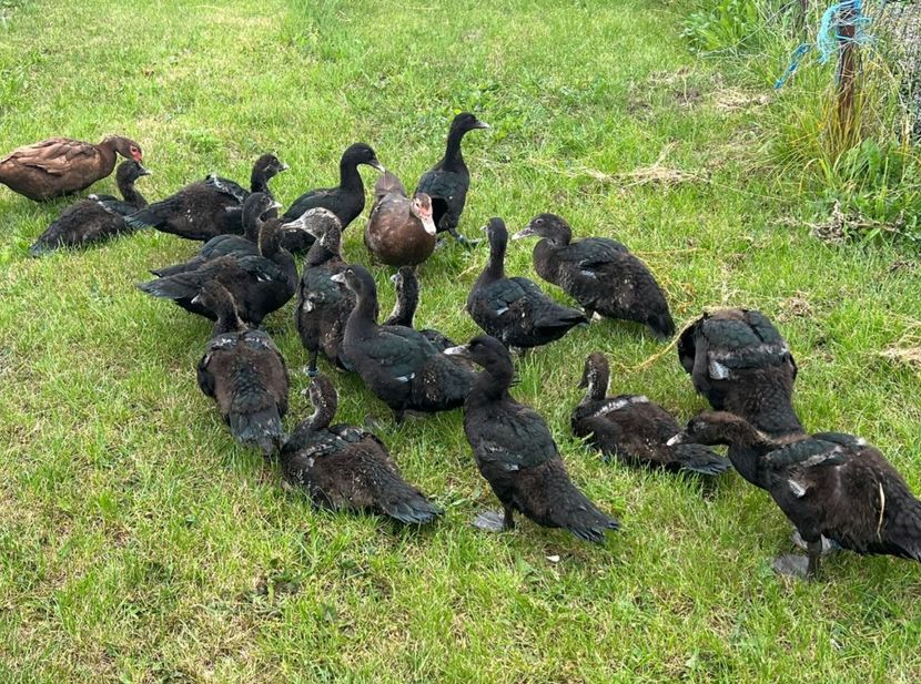 . - Bomboane asortate 2024