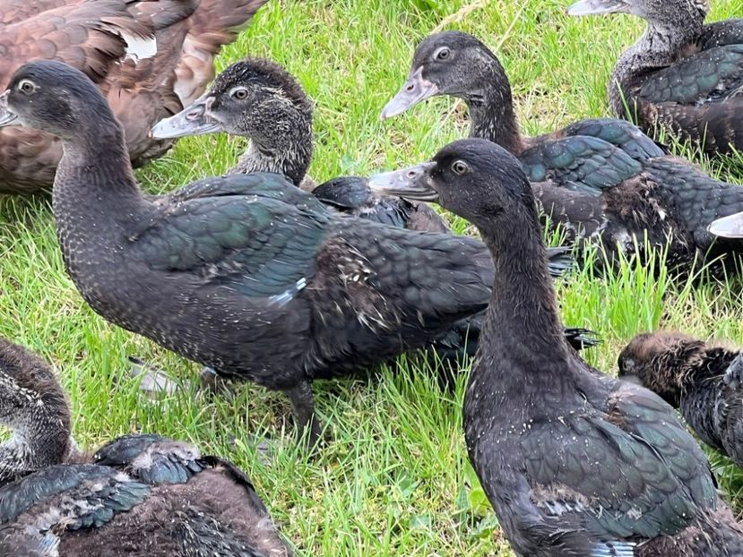 Tot negri - Bomboane asortate 2024