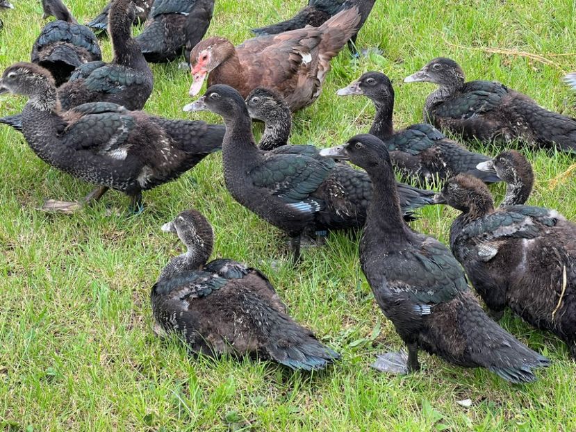 Negri - Bomboane asortate 2024