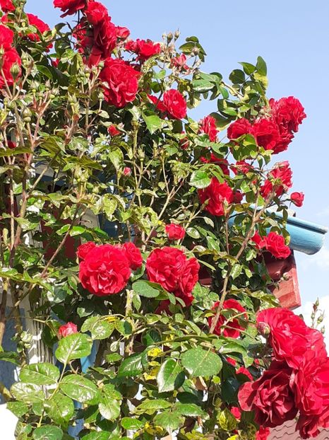  - 01 TRANDAFIRI 2024