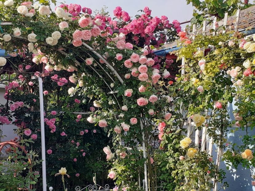  - 01 TRANDAFIRI 2024