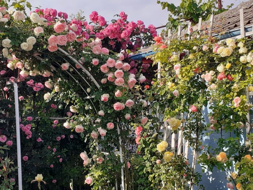  - 01 TRANDAFIRI 2024