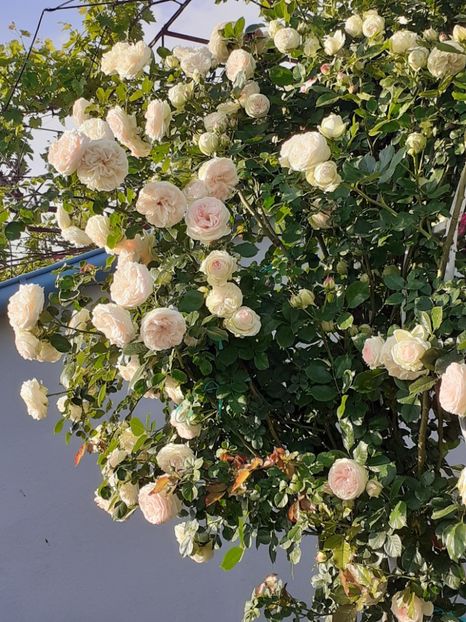  - 01 TRANDAFIRI 2024