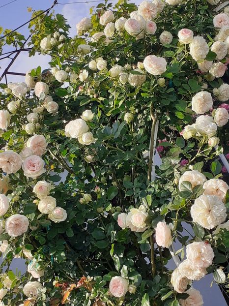  - 01 TRANDAFIRI 2024