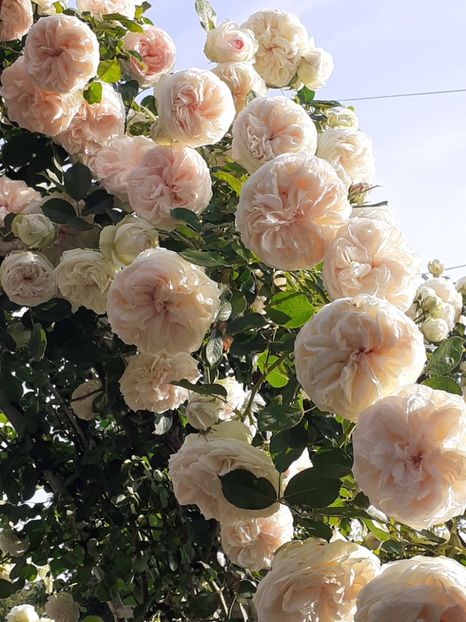  - 01 TRANDAFIRI 2024