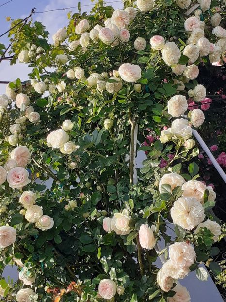  - 01 TRANDAFIRI 2024