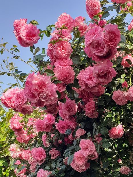  - 01 TRANDAFIRI 2024