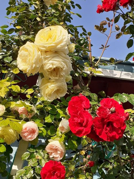  - 01 TRANDAFIRI 2024