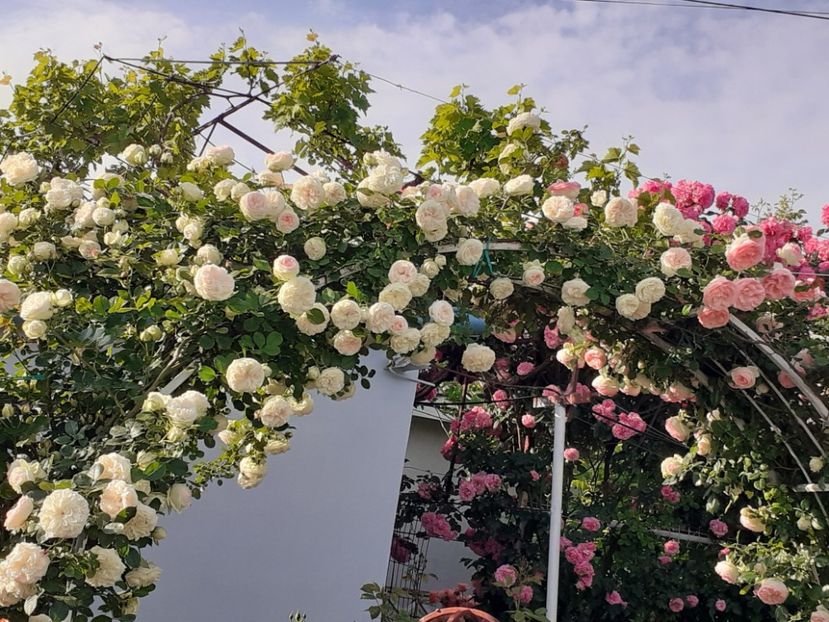  - 01 TRANDAFIRI 2024