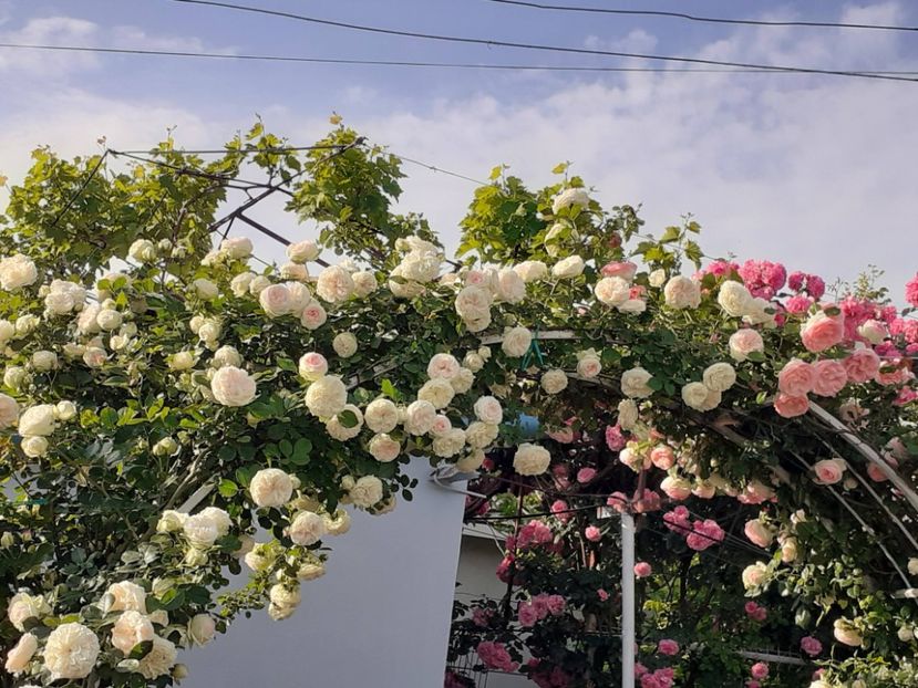  - 01 TRANDAFIRI 2024