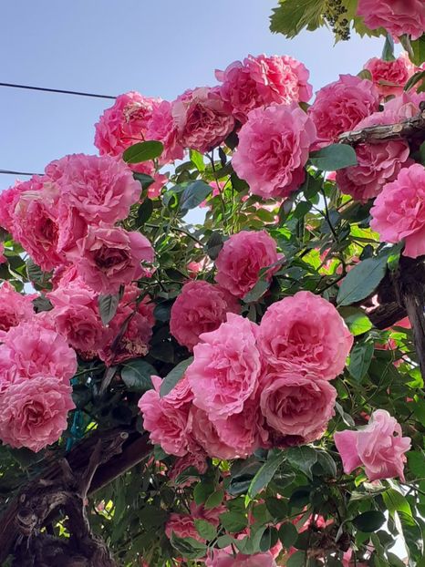  - 01 TRANDAFIRI 2024