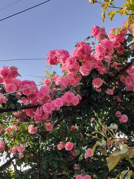  - 01 TRANDAFIRI 2024