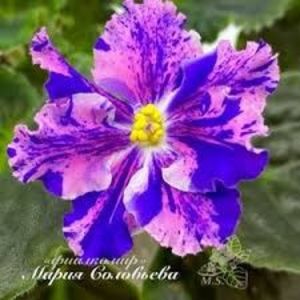 Poză net - LE- Marusya zzz