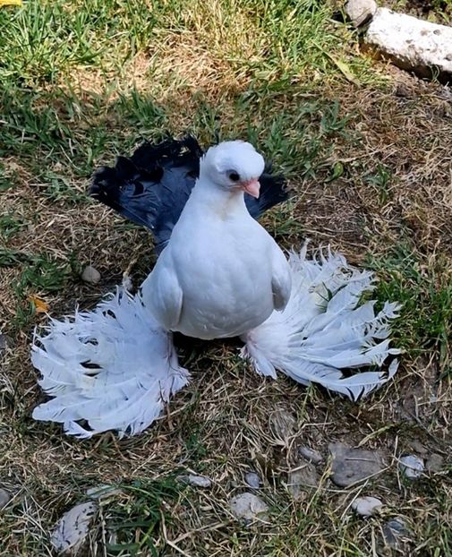 Iphone 15 pro max - 2024