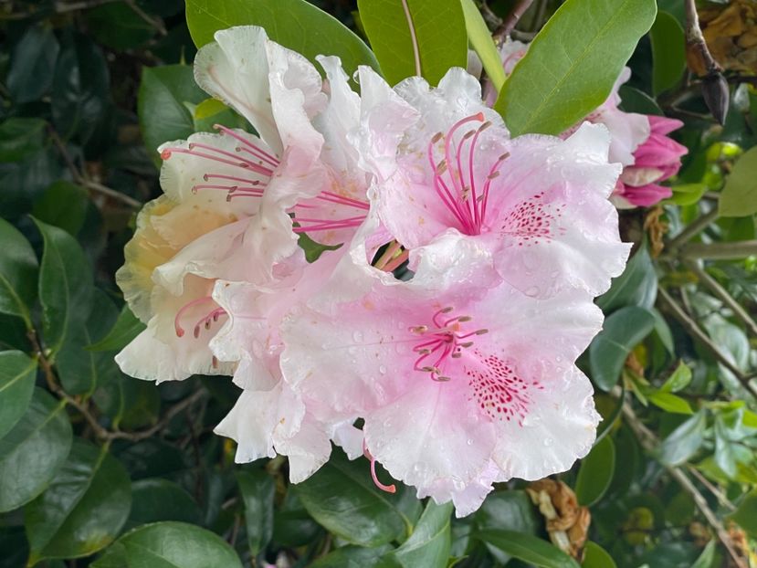  - RODODENDRON
