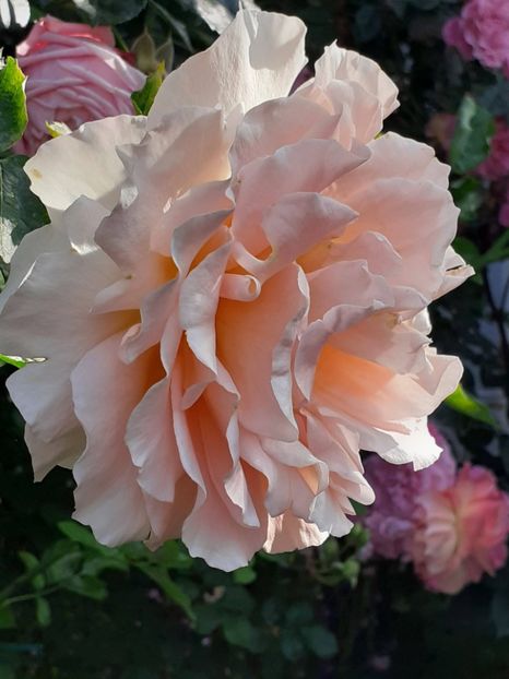  - 01 TRANDAFIRI 2024