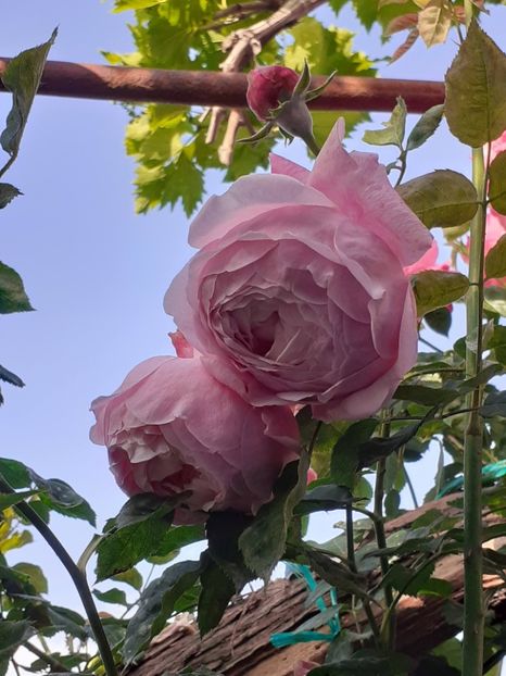  - 01 TRANDAFIRI 2024