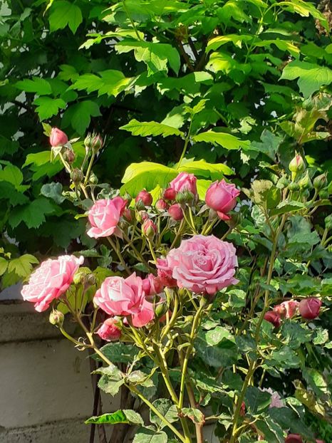  - 01 TRANDAFIRI 2024