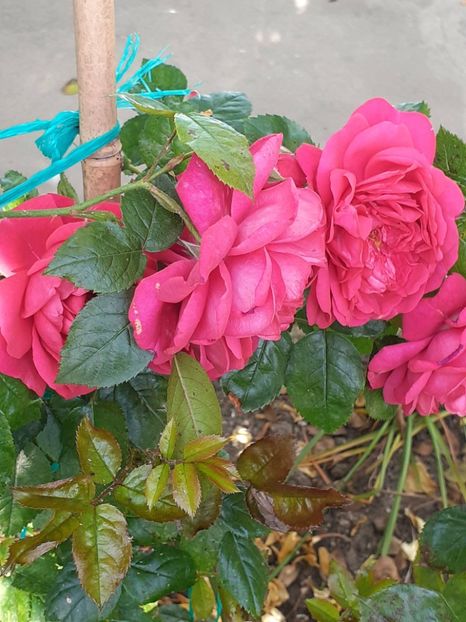  - 01 TRANDAFIRI 2024