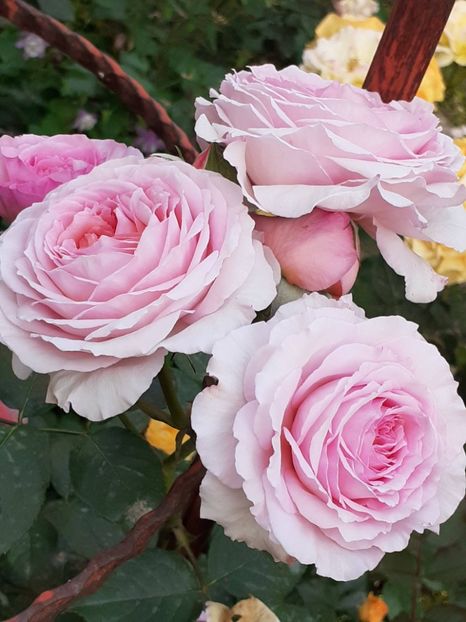  - 01 TRANDAFIRI 2024