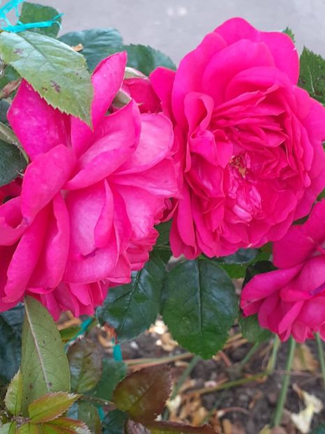  - 01 TRANDAFIRI 2024