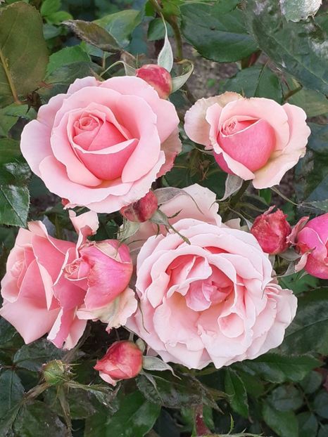  - 01 TRANDAFIRI 2024