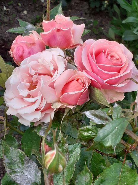  - 01 TRANDAFIRI 2024