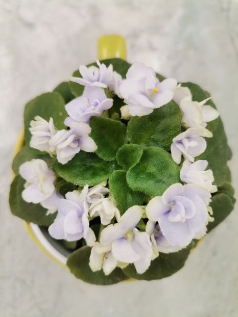  - 2024 flori în balcon