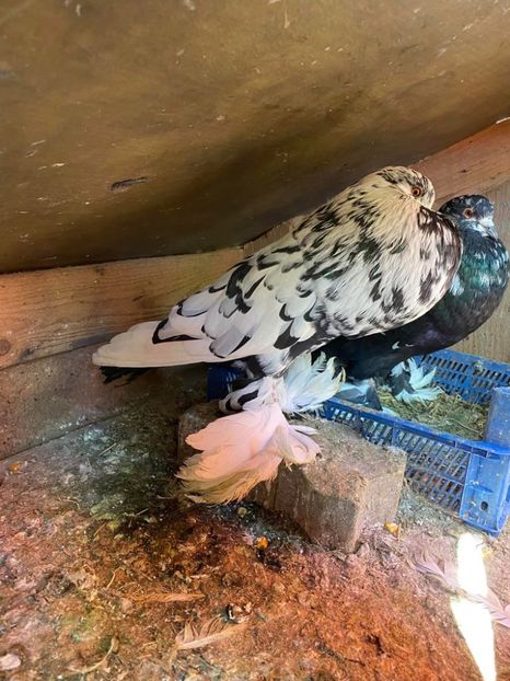 vândută lui Mariusică - Porumbei VÂNDUȚI