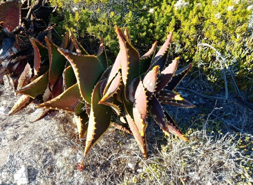  - Aloe Distant