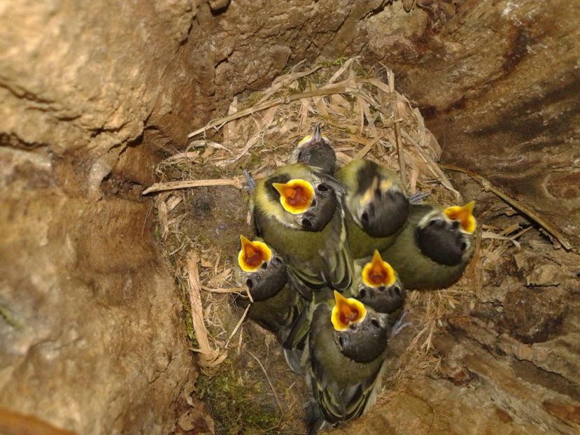  - AAAAAAA_CUIB PITIGOI MARE 2024