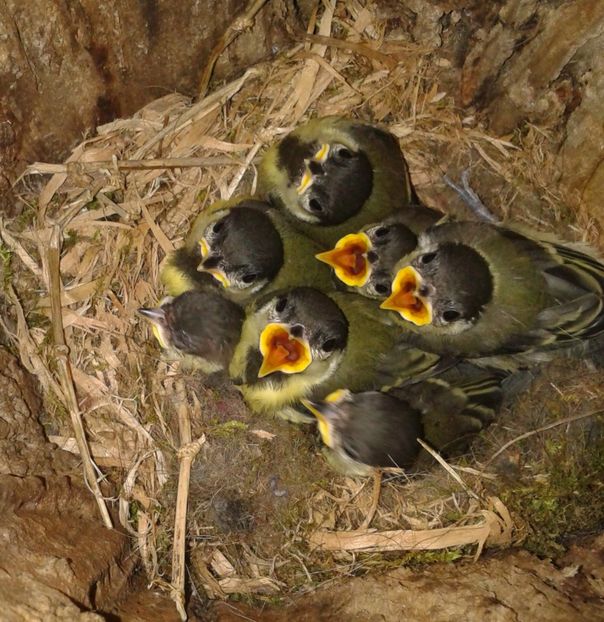  - AAAAAAA_CUIB PITIGOI MARE 2024