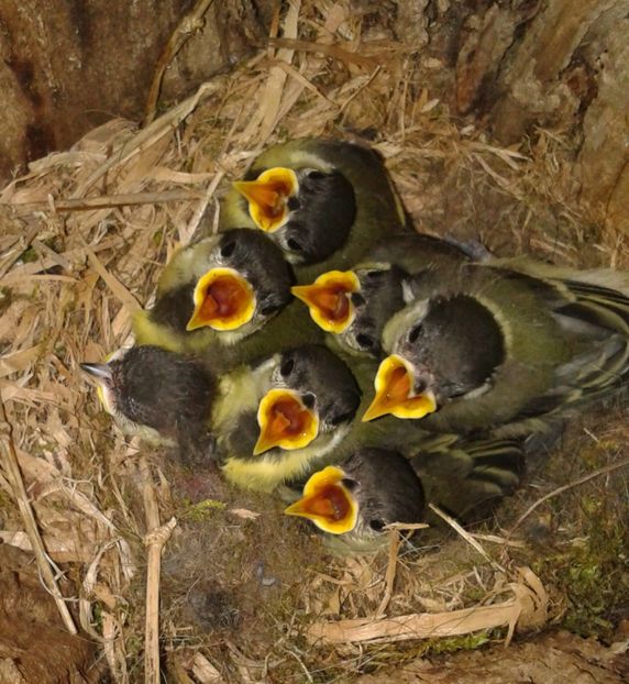  - AAAAAAA_CUIB PITIGOI MARE 2024