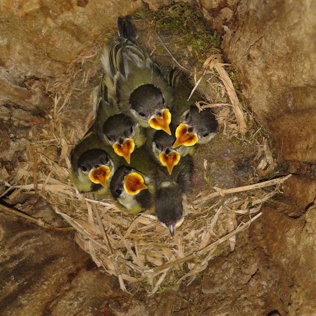  - AAAAAAA_CUIB PITIGOI MARE 2024