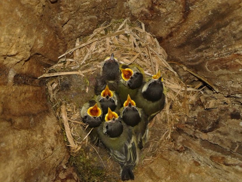  - AAAAAAA_CUIB PITIGOI MARE 2024