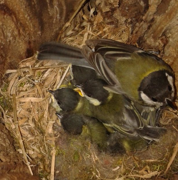  - AAAAAAA_CUIB PITIGOI MARE 2024