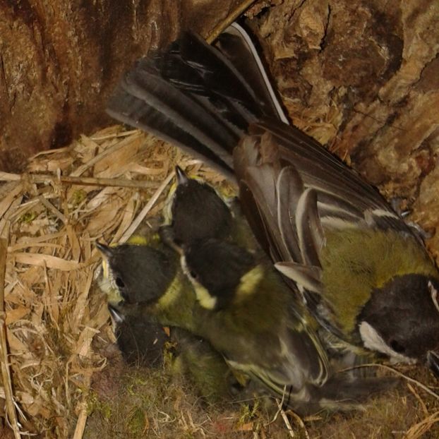  - AAAAAAA_CUIB PITIGOI MARE 2024