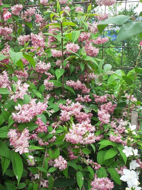  - 0 Deutzia Strawbwerry Fields!