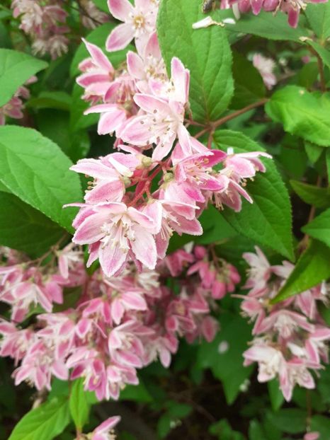  - 0 Deutzia Strawbwerry Fields!