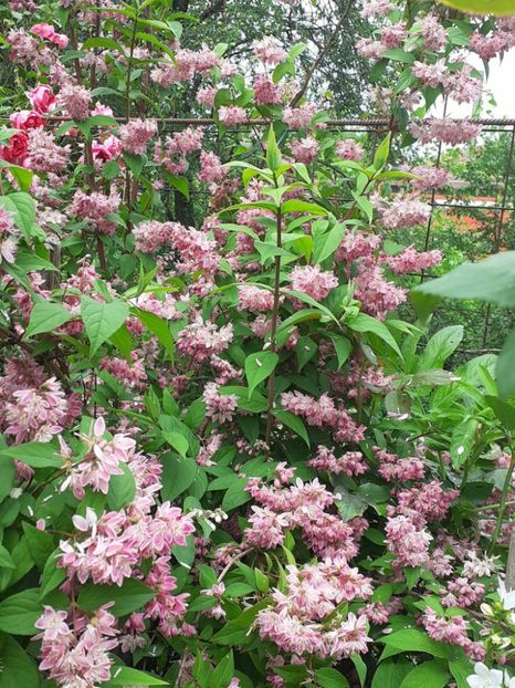  - 0 Deutzia Strawbwerry Fields!