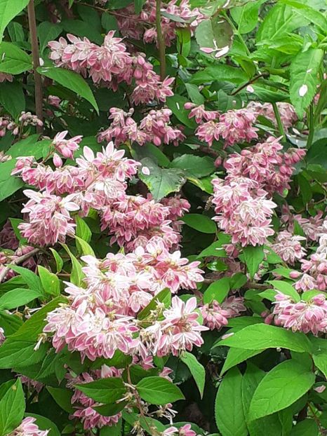  - 0 Deutzia Strawbwerry Fields!