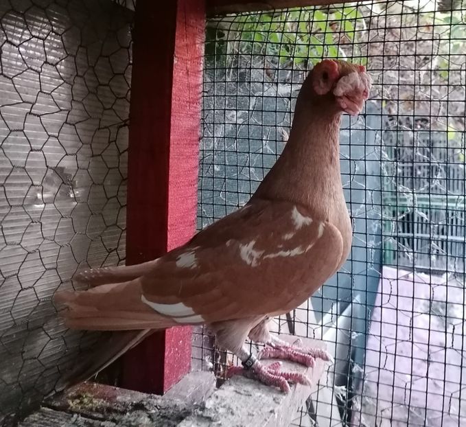 IMG-20240520-WA0003 - Porumbei maturi