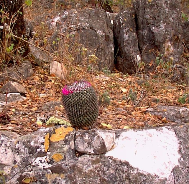  - Mammillaria Orcuttii