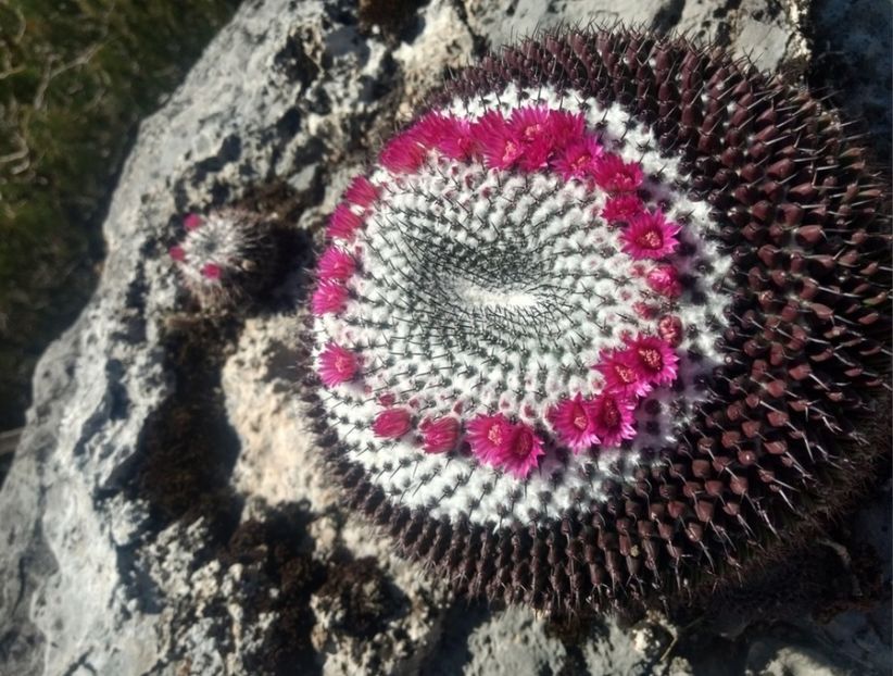  - Mammillaria Orcuttii