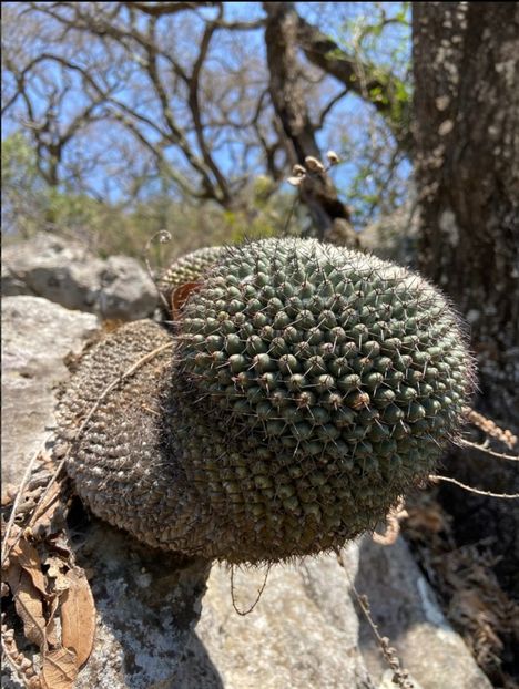  - Mammillaria Orcuttii