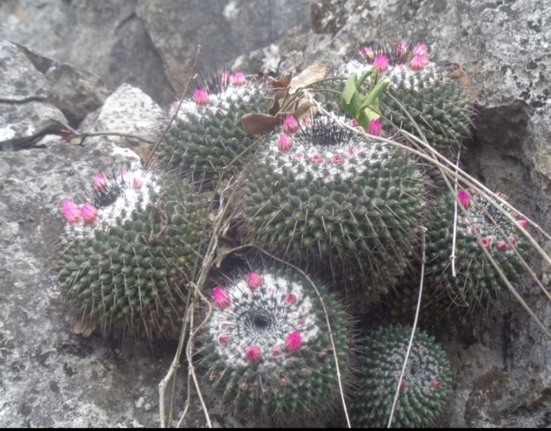  - Mammillaria Orcuttii