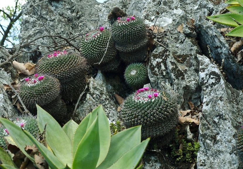  - Mammillaria Orcuttii